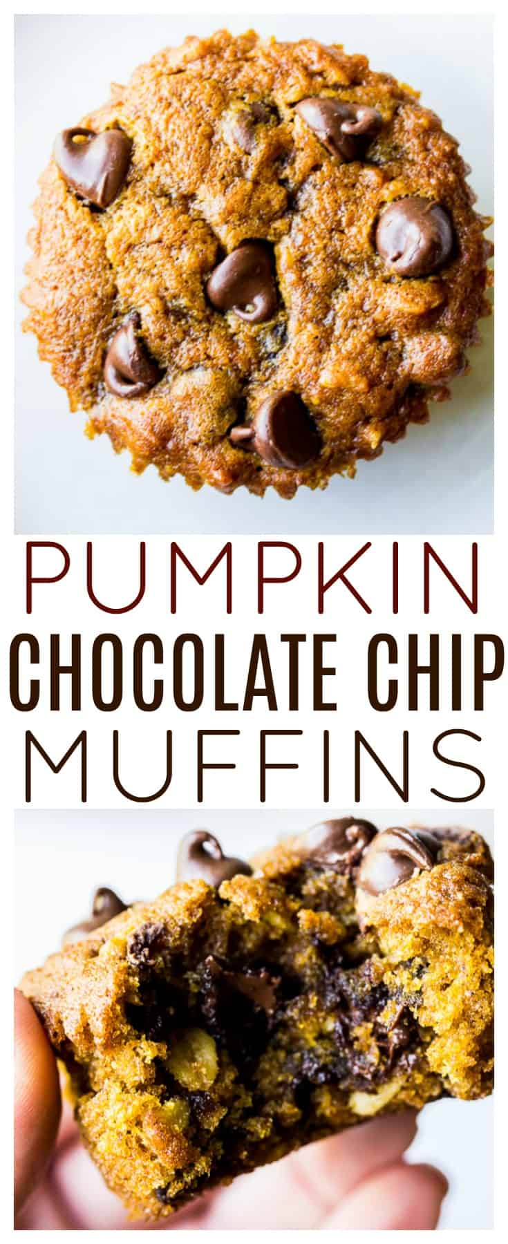 Pumpkin Chocolate Chip Muffins - every bite of these Pumpkin Muffins is bursting with an amazing combination of pumpkin spice and sweet chocolate in a moist, fluffy muffin! They are the perfect Fall dessert recipe! | #dlbrecipes #pumpkinmuffins #pumpkinchocolate #pumpkinchocolatechip #fallbaking