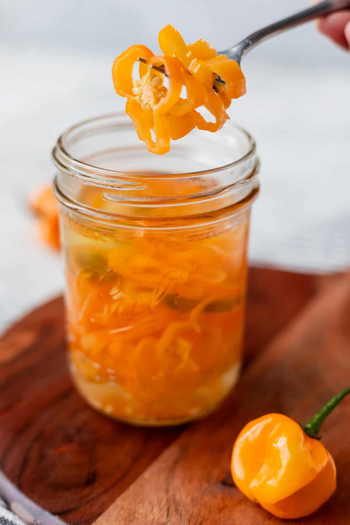 A fork lifting up 3 sliced of pickled habaneros.